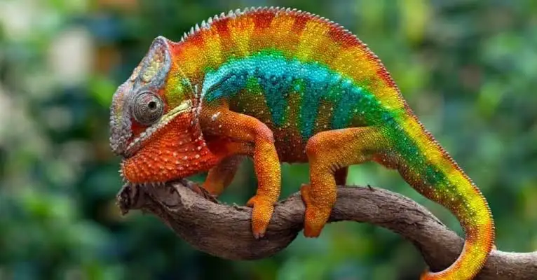 chameleon token image